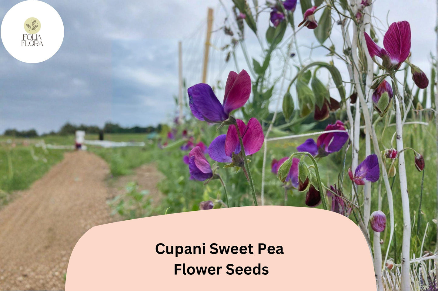 50+ Cupani Sweet Pea Seeds | Heirloom Fragrant Purple Bicolor Flower for Garden Trellis & Cut Flowers