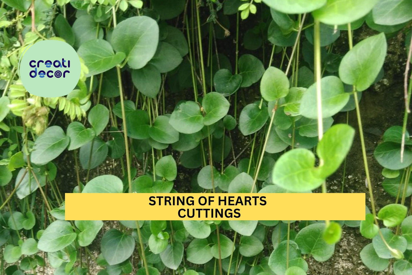 12 String of Hearts Cuttings | Rosary Vine Ceropegia Woodii 6" Each | Cut to Order | Trailing Succulent for Hanging Pots