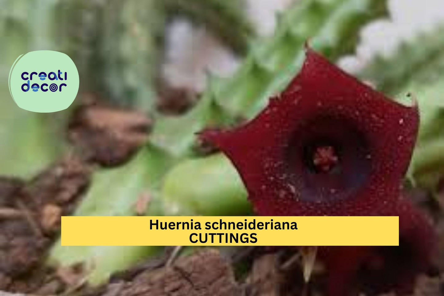1 Huernia Schneideriana Rooted Cutting | Rare Succulent Starter | Star-Shaped Maroon Flower | Easy Exotic Houseplant