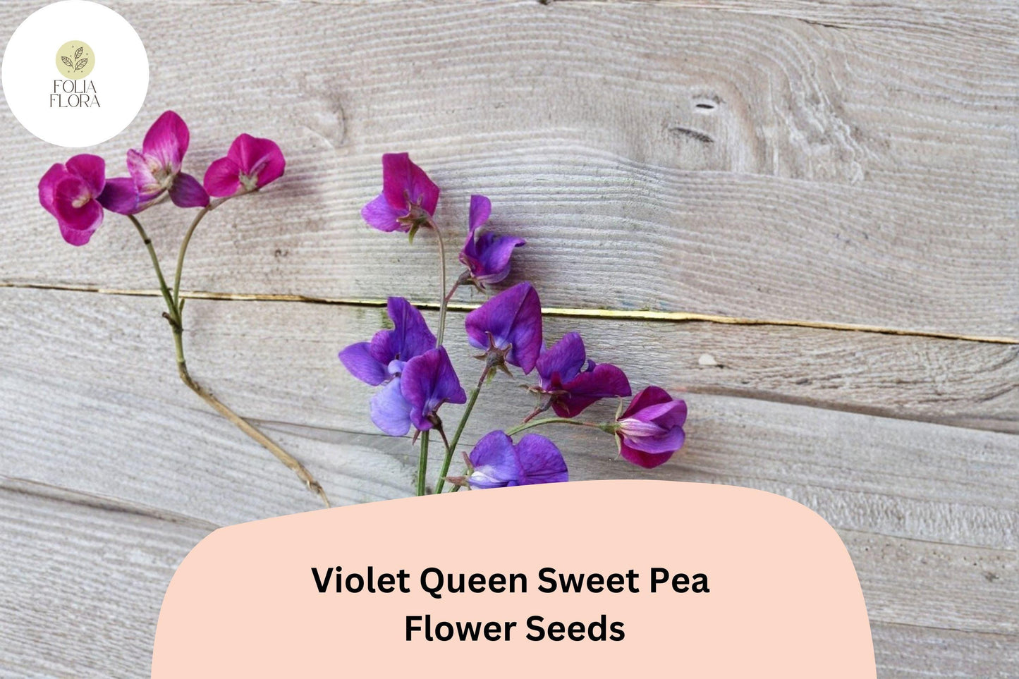 50+ Violet Queen Sweet Pea Seeds | Fragrant Violet Purple Flower for Garden Trellis