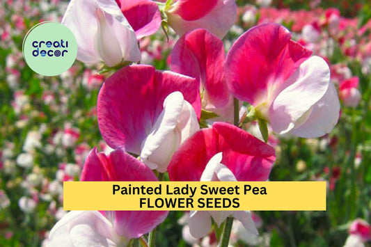 50+ Painted Lady Sweet Pea Seeds – Pink & White Fragrant Blooms for Garden Planting, Climbing Vines for Trellises – USA