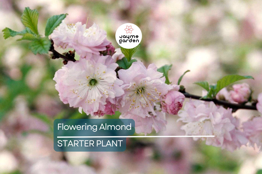 5 Pink Flowering Almond Plants | 6-12" Bareroot Shrubs | Spring Blooms | Hardy Ornamental Shrub for Full Sun or Partial Shade