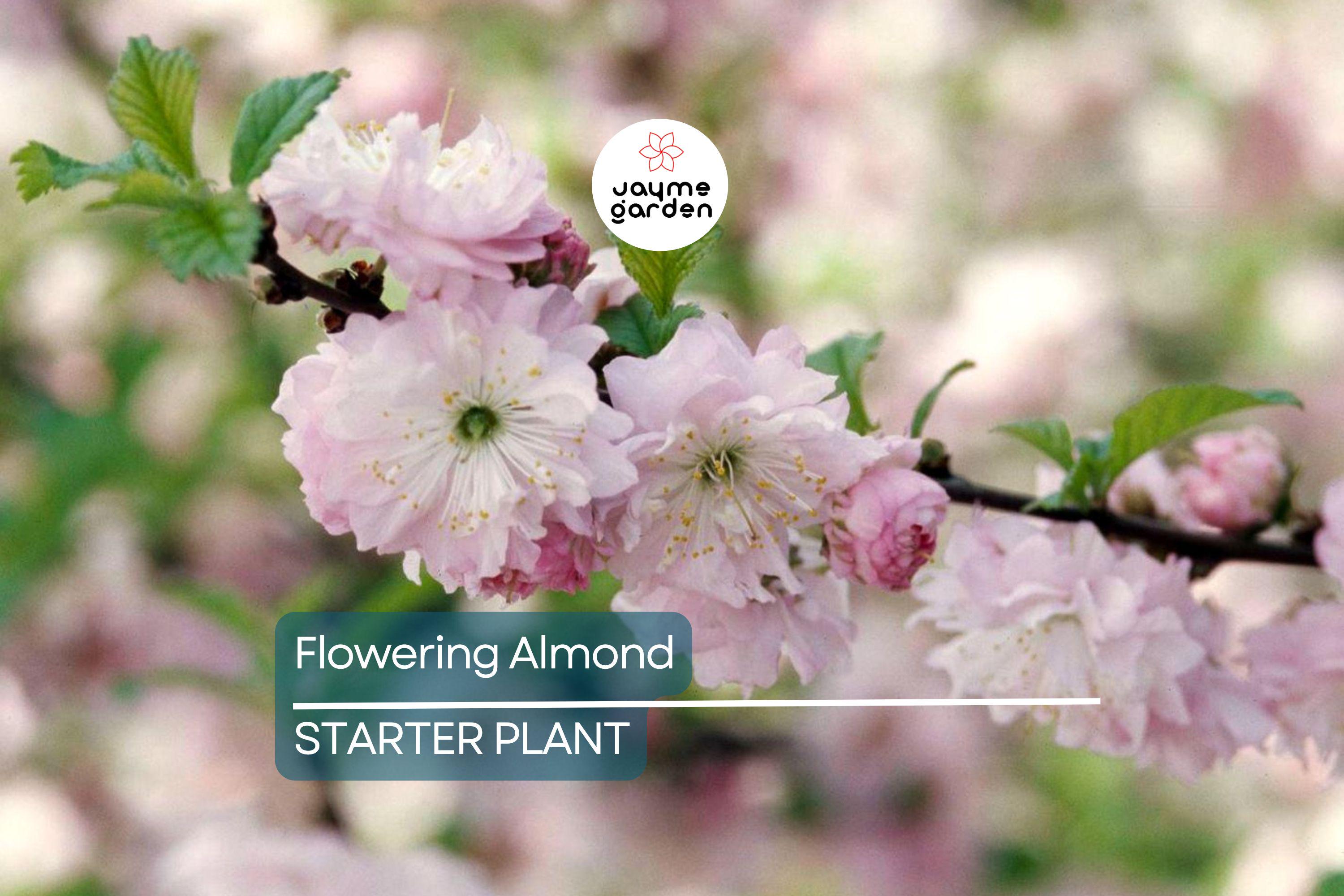 5 Pink Flowering Almond Plants | 6-12" Bareroot Shrubs | Spring Blooms | Hardy Ornamental Shrub for Full Sun or Partial Shade