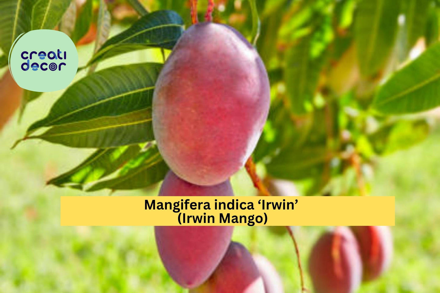 Irwin Mango Tree Live Plant 7–10” – Red Tropical Variety, Sweet Fruit Tree for Patio or Garden, Live Mango Plant for Warm Climates