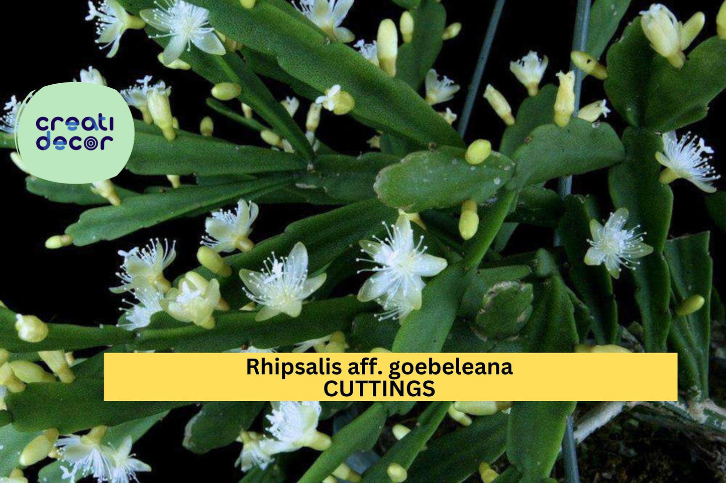 Rhipsalis aff. goebeliana Cuttings | 5× 4" Orchid Cactus Stems | Rare White Blooming Epiphyte | Jungle Cactus | HTF Variety