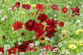 Coreopsis – Coreopsis tinctoria 300 Seeds | Plains Dwarf Red | Compact Native Wildflower | Pollinator-Friendly Annual