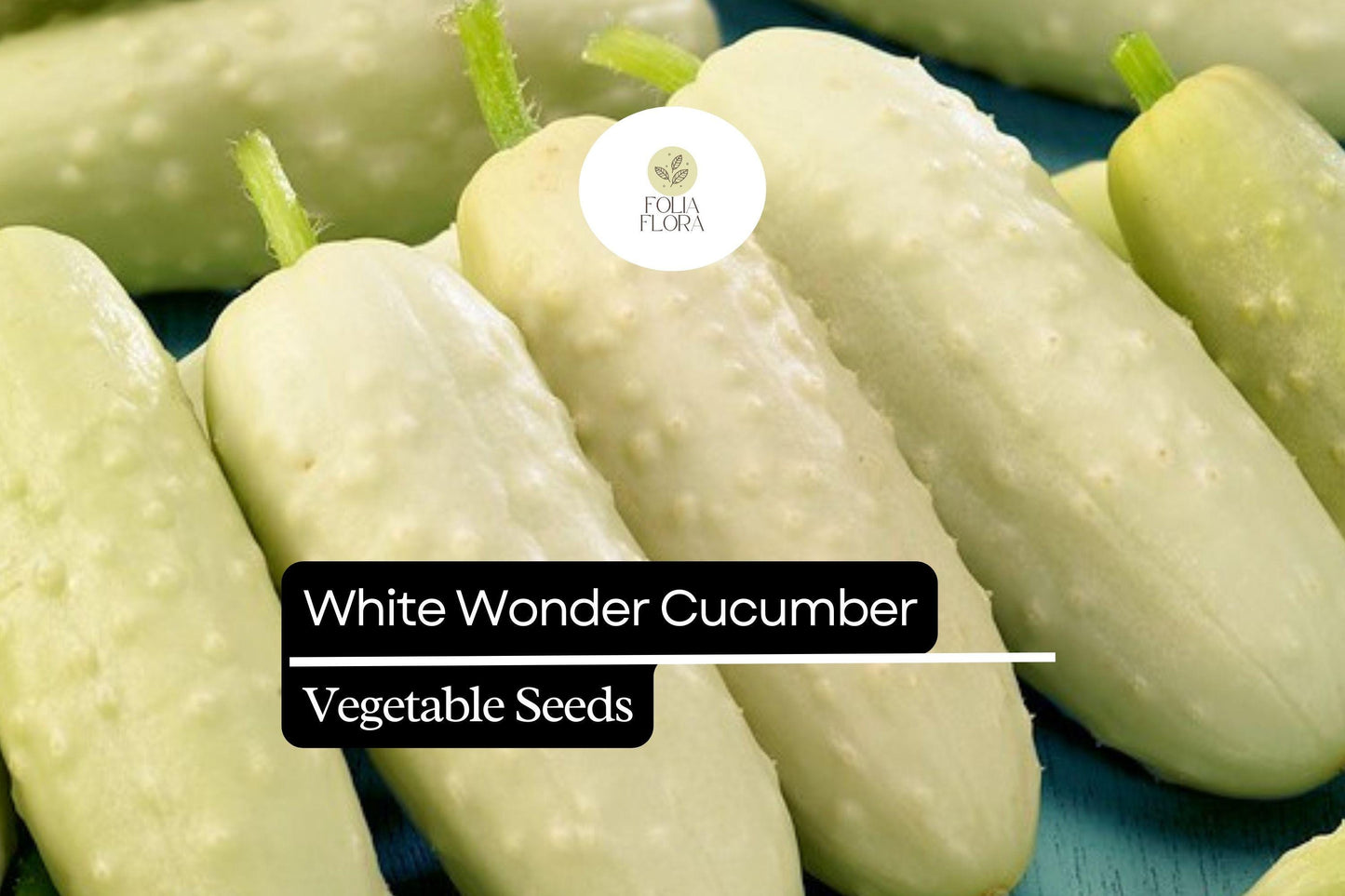 50 Seeds White Wonder Cucumber (Cucumis sativus) – Unique White Skin, Crisp Texture, Sweet Flavor
