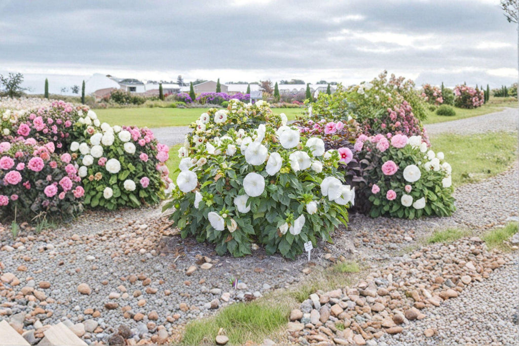 Rose Mallow – Dwarf White 40 Seeds | Compact Hardy Hibiscus | Large White Blooms | Pollinator-Friendly Perennial