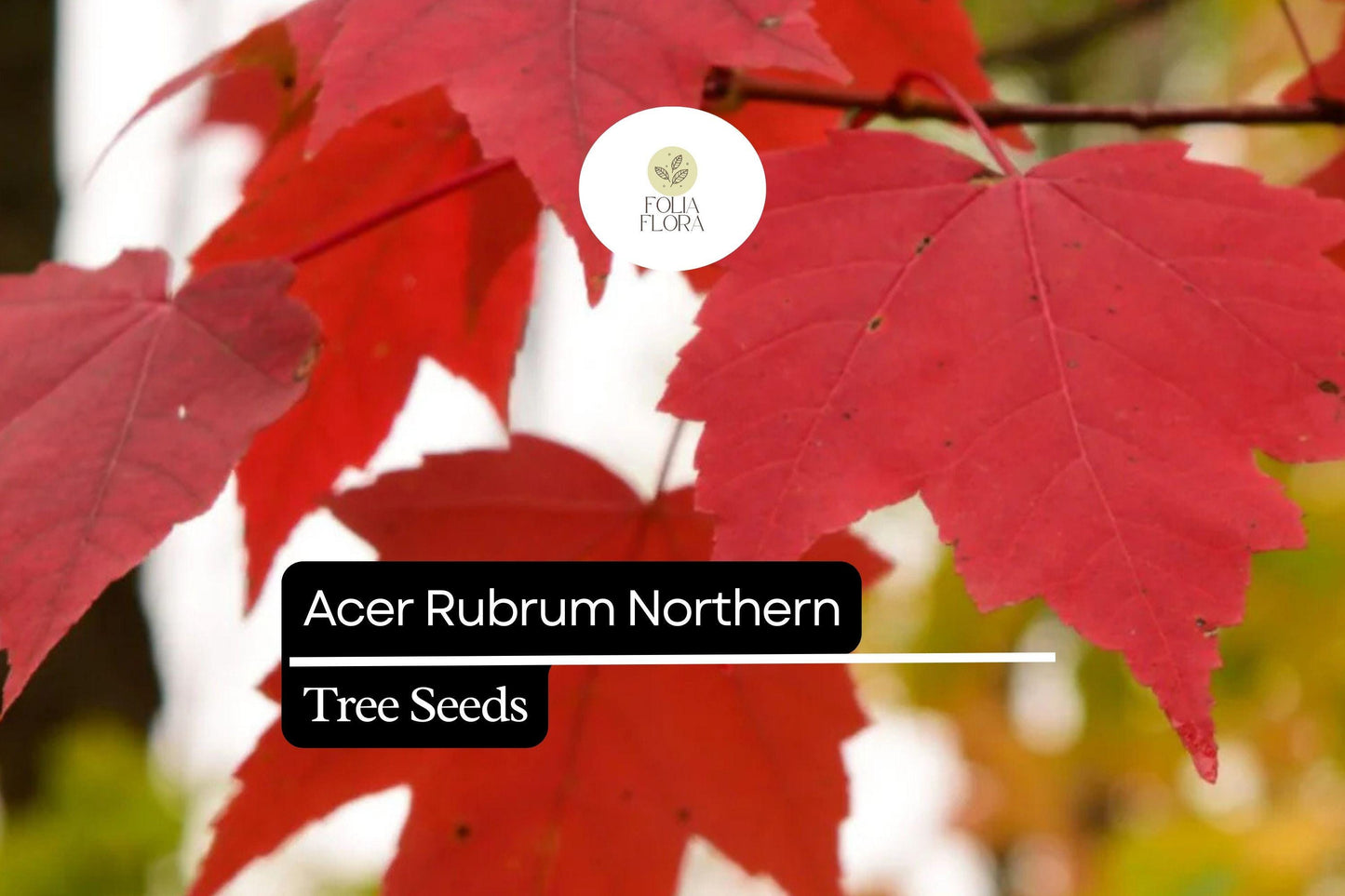 10 Seeds Acer rubrum Northern – Red Maple, Vibrant Autumn Foliage Shade Tree