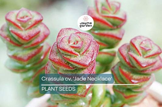 Rare Crassula 'Jade Necklace' Succulent Seeds - 25 Seeds Pack, Cascading Jade-Like Leaves, USDA Zones 9-11, Free Shipping