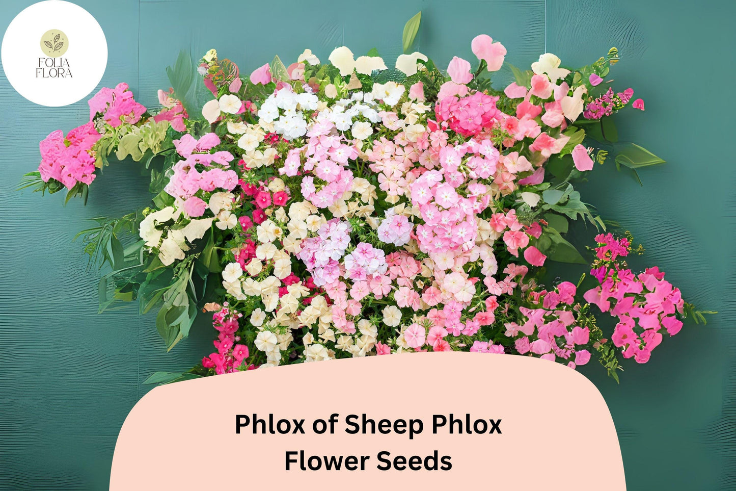100+ Phlox of Sheep Seeds for Garden Planting | Phlox subulata | Creeping Groundcover Perennial | Pink Carpet Flower Seeds
