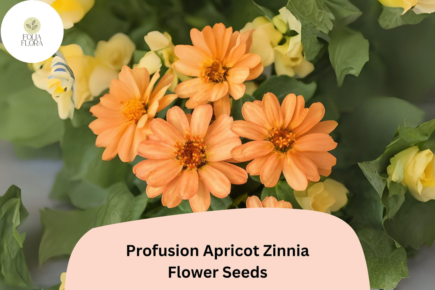 Profusion Apricot Zinnia Seeds: Peach-Orange Blooms for Summer Gardens