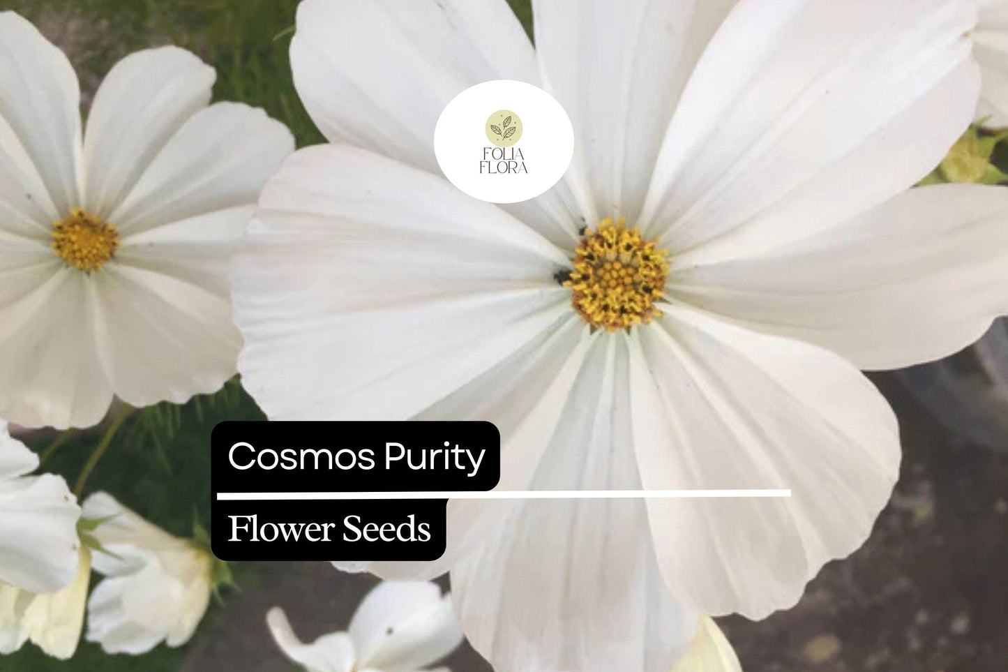 200+ Purity Cosmos Seeds | Cosmos Bipinnatus White Blooms | Annual Garden Flower Seeds for Planting