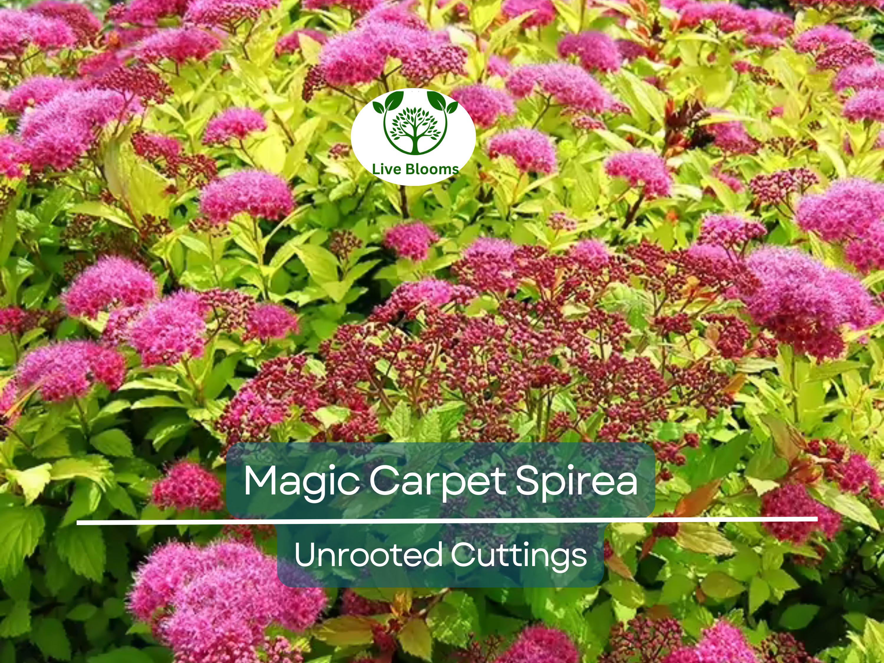 10 Magic Carpet Spirea Cuttings - Unrooted 6-8" | Easy to Grow, Colorful Shrub
