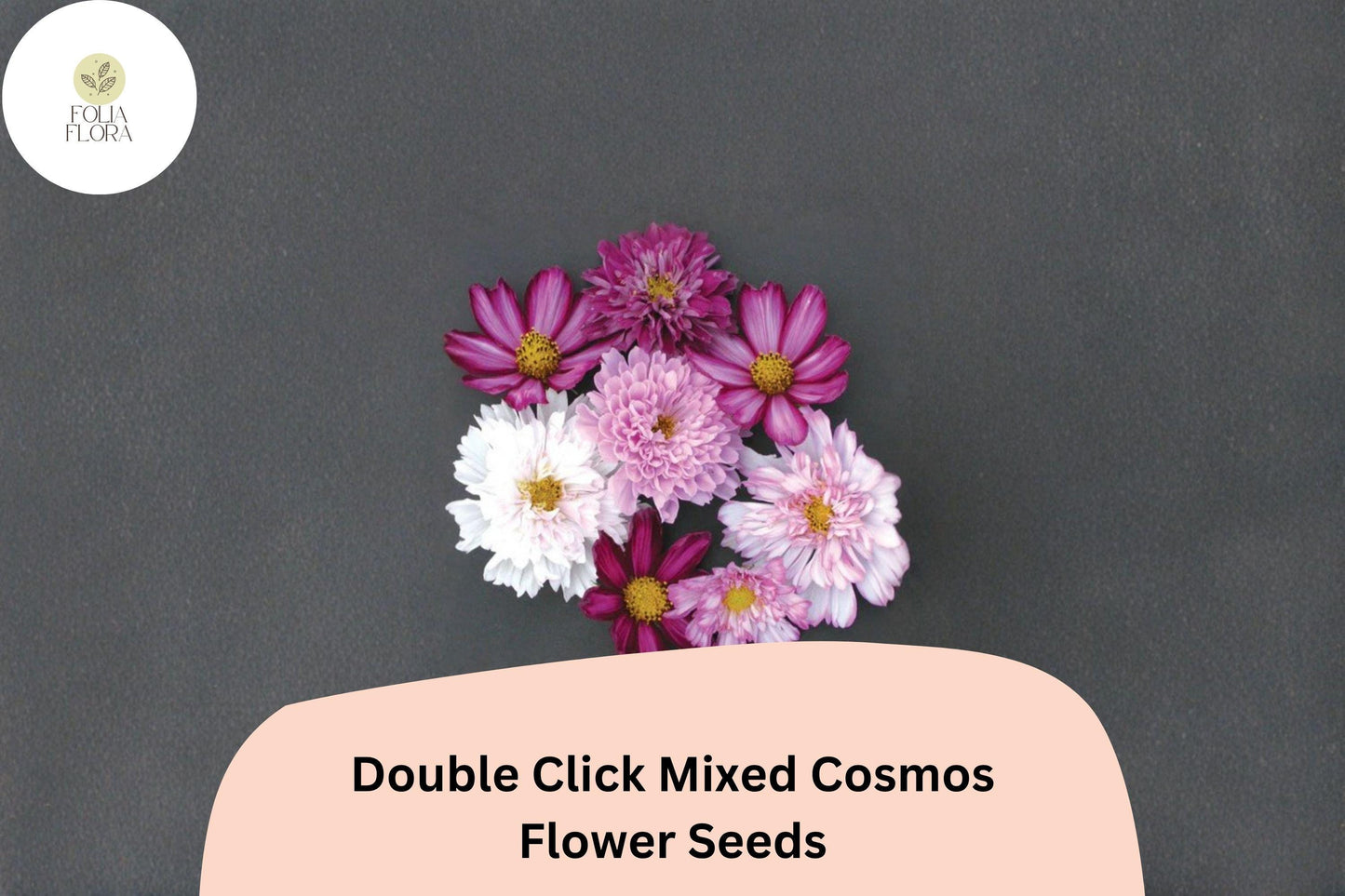 200+ Double Click Mixed Cosmos Seeds | Cosmos Bipinnatus Double Blooms | Colorful Cut Flower Garden Seeds