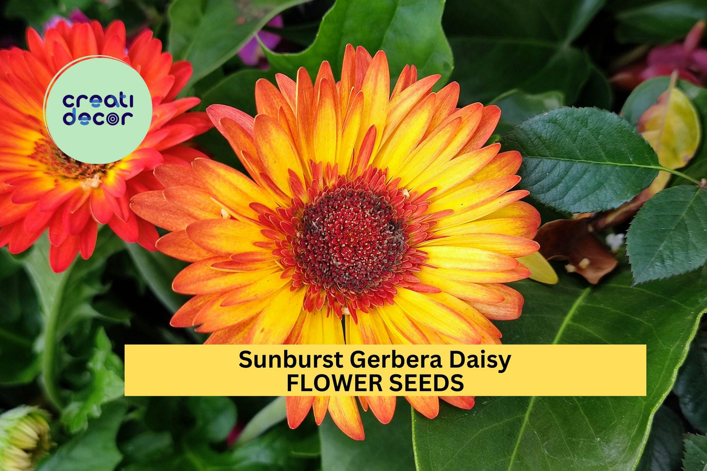 200+ Sunburst Gerbera Daisy Seeds – Bold Yellow-Orange Blooms for Garden Planting, Eye-Catching Summer Annuals – USA