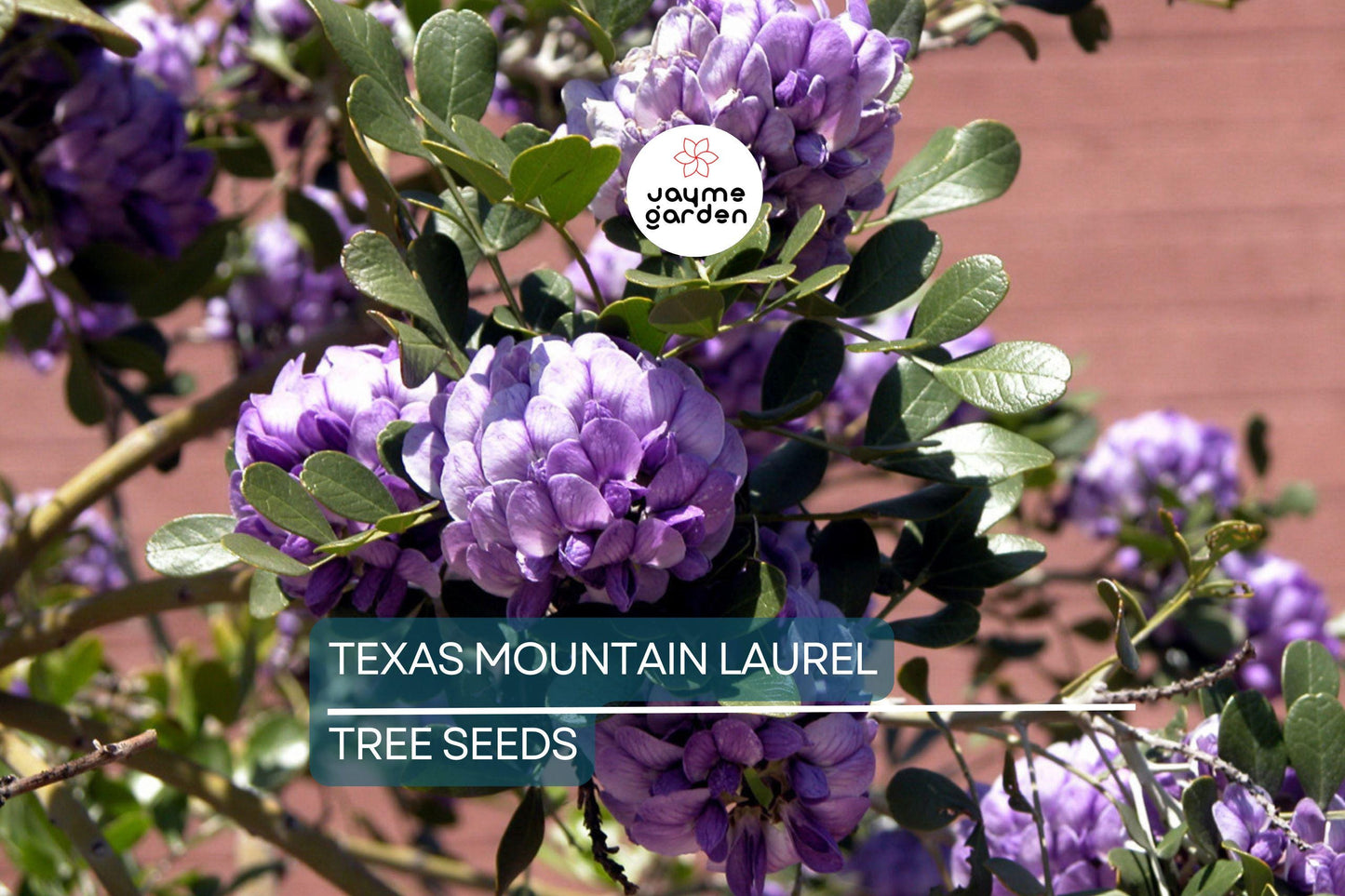 5 Texas Mountain Laurel Tree Seeds (Sophora secundiflora) – Fragrant Purple Blooms, Drought Hardy