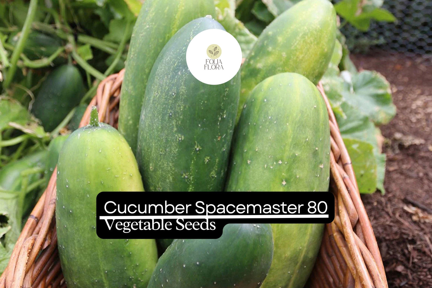 50 Seeds Spacemaster 80 Cucumber, Compact and Productive Variety for Small Gardens and Containers