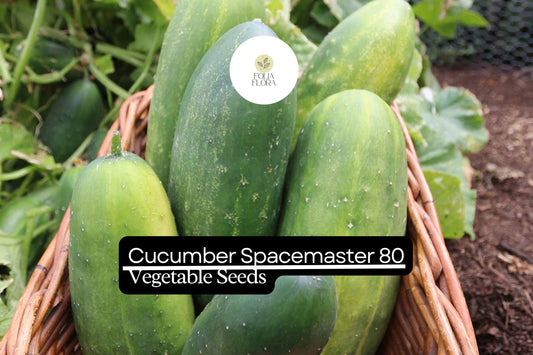 50 Seeds Spacemaster 80 Cucumber, Compact and Productive Variety for Small Gardens and Containers