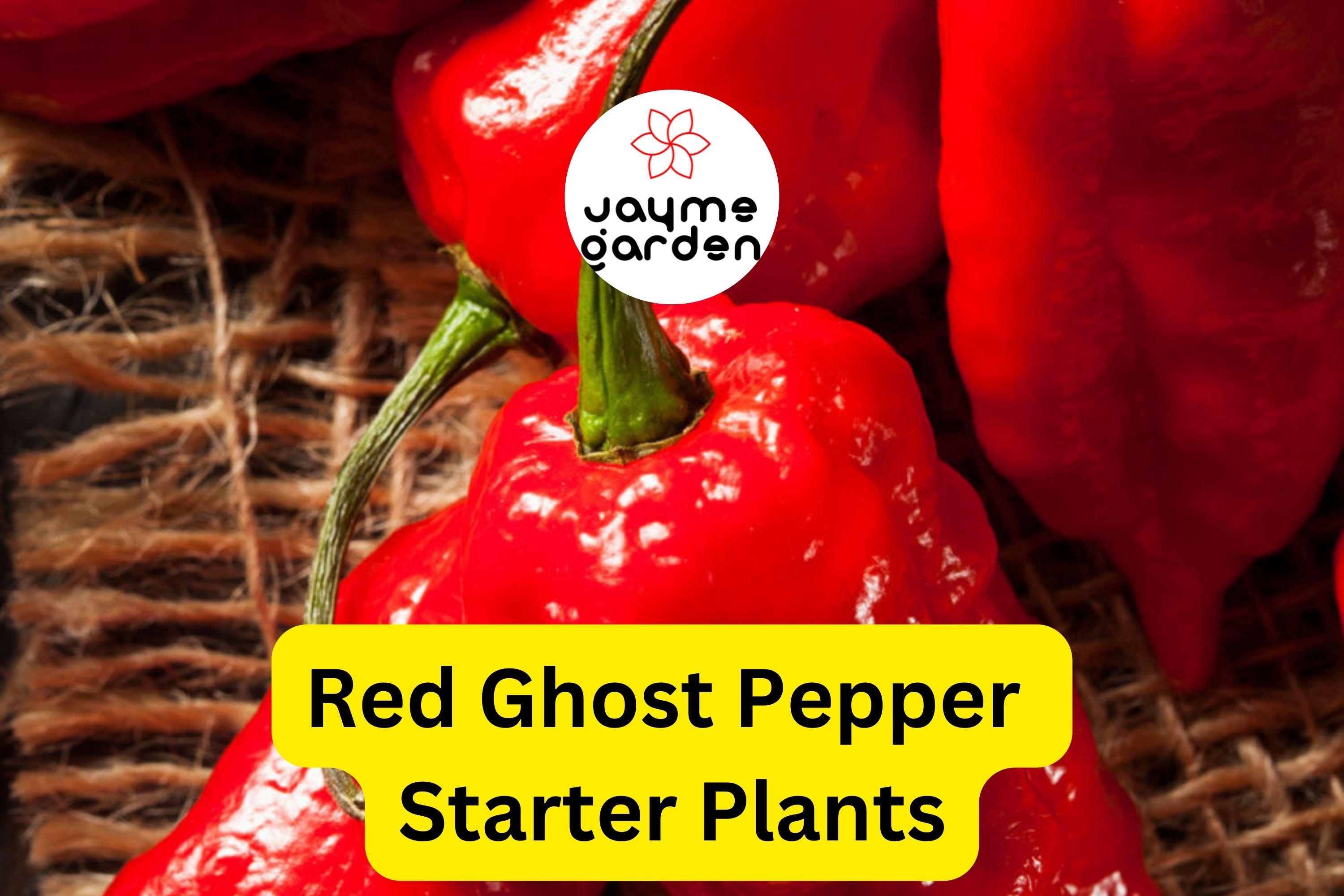 3 Red Ghost Pepper Starter Plants - Super Hot Chili - Bhut Jolokia - Fiery Peppers for Home Gardens, Containers & Spicy Recipes