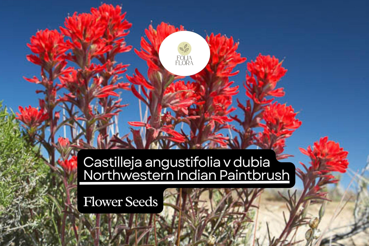 500 Castilleja angustifolia v. dubia Seeds | Northwestern Indian Paintbrush | Wildflower for Garden Planting