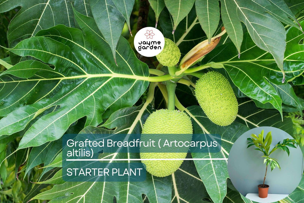 Grafted Breadfruit Tree (Artocarpus altilis) – Tropical Live Fruit Tree, 3′-4′ Tall, Fast Yield & High-Quality Fruit
