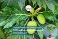 Grafted Breadfruit Tree (Artocarpus altilis) – Tropical Live Fruit Tree, 3′-4′ Tall, Fast Yield & High-Quality Fruit