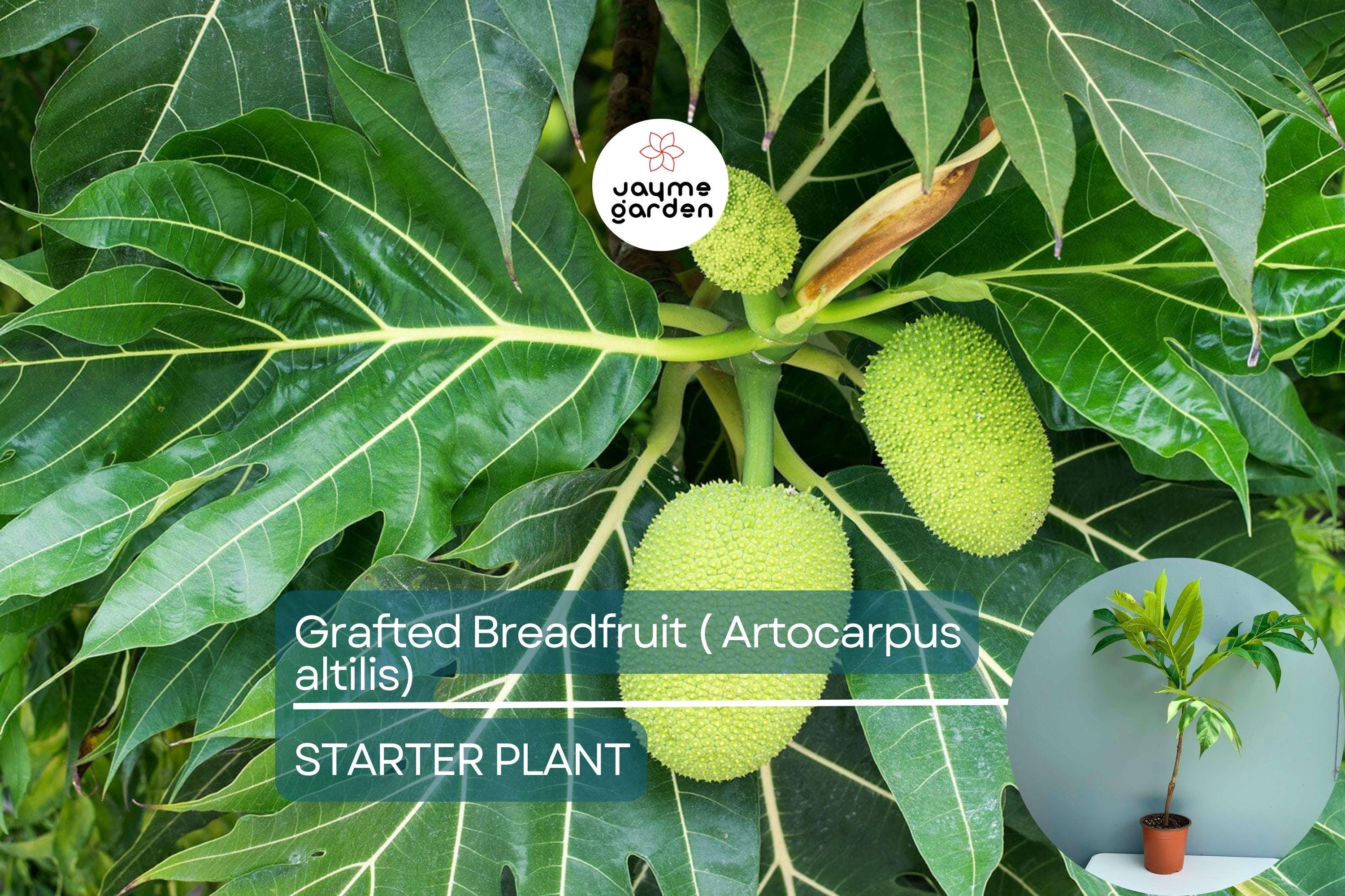 Grafted Breadfruit Tree (Artocarpus altilis) – Tropical Live Fruit Tree, 3′-4′ Tall, Fast Yield & High-Quality Fruit