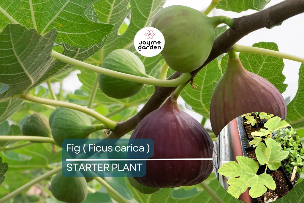 1 Ficus Fig Tree Starter Plant (Ficus carica) Live Tropical Fruit Tree | Sweet & Nutritious Figs | Perfect for Gardens and Patios