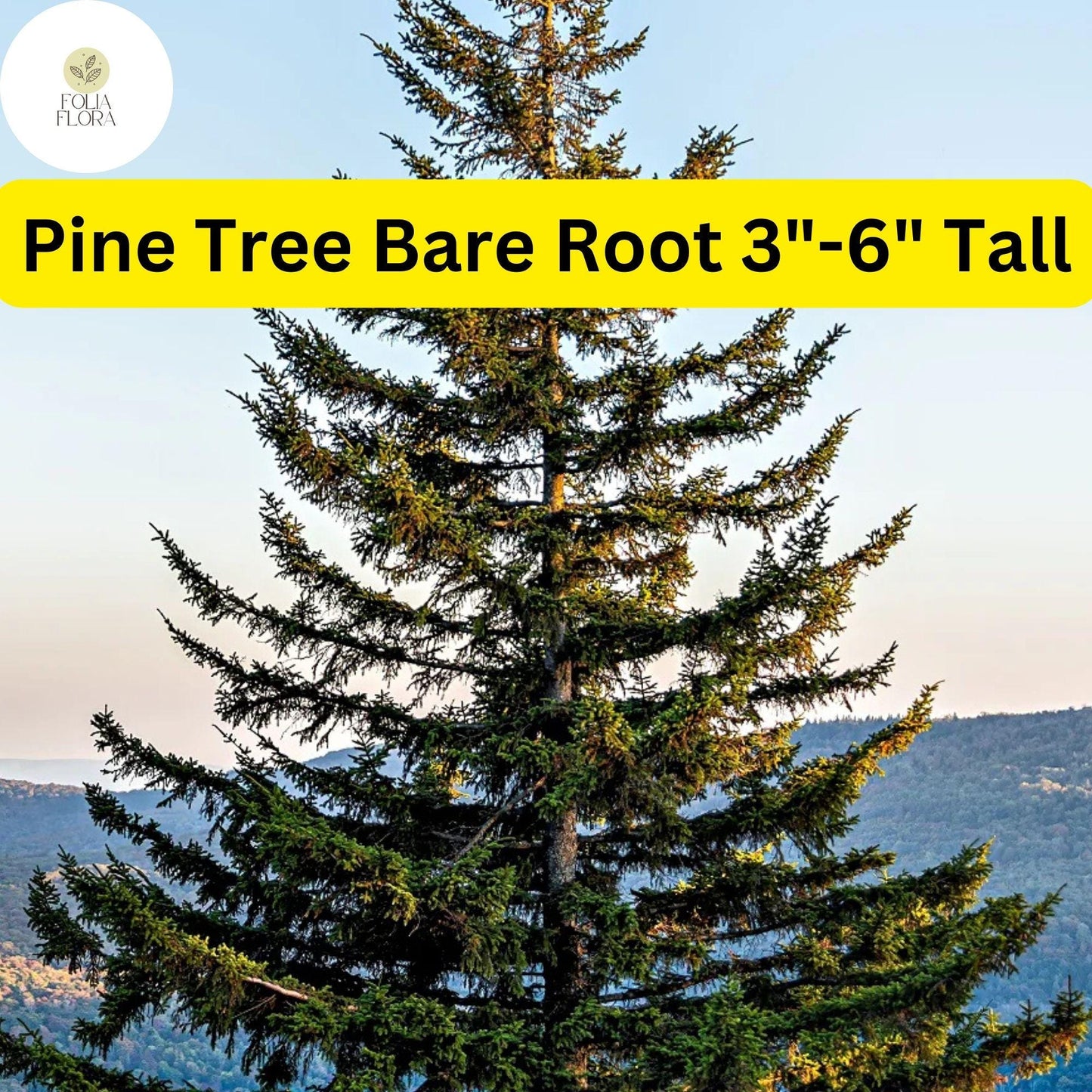 10 Pine Tree Seedlings 3"-6" Tall, Bare Root, Fast-Growing Wild Pines for Landscaping