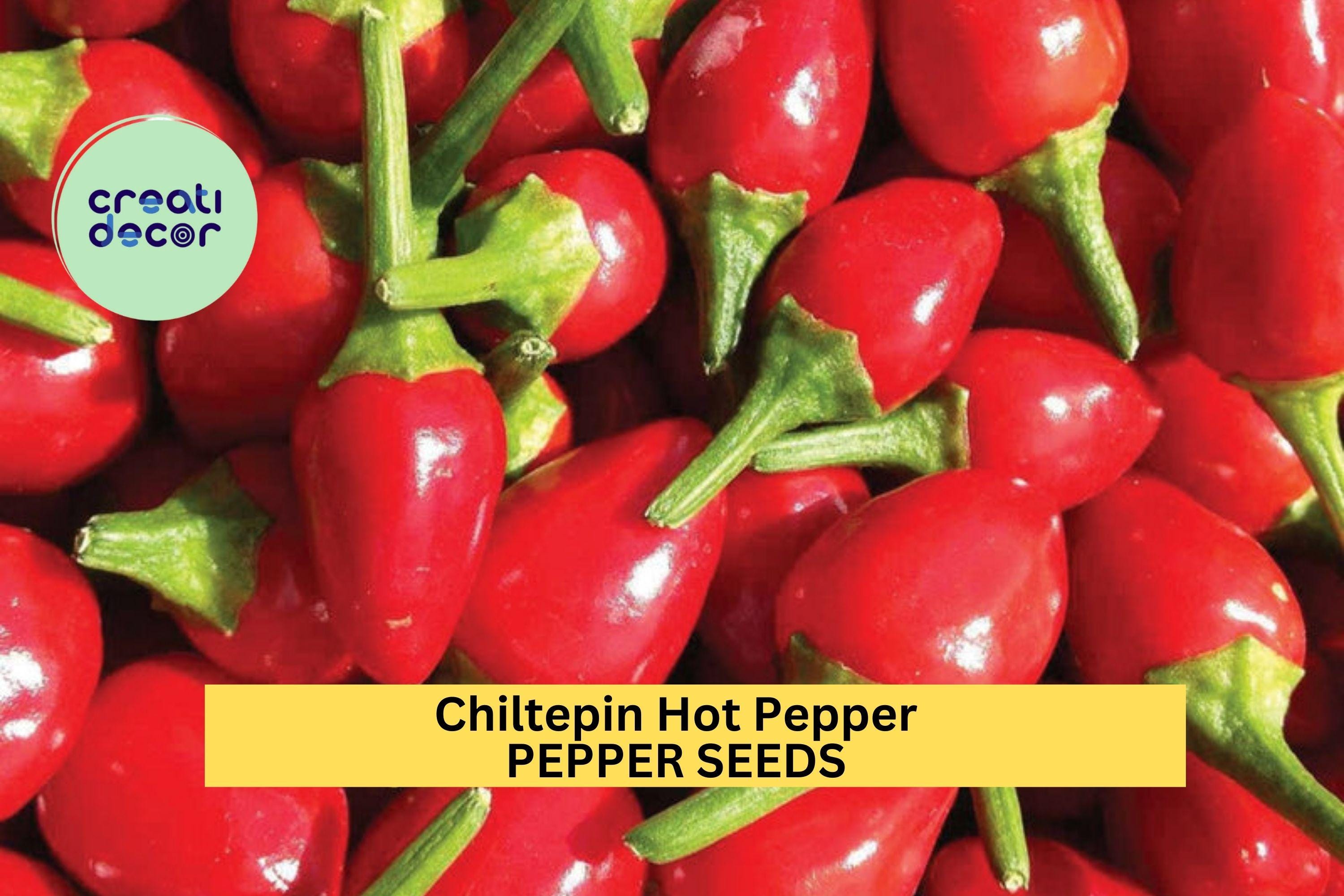 3pcs of 250mg Chiltepin Hot Pepper Seeds – Wild Tiny Peppers with Intense Heat for Salsas,Pickling & Home Garden Planting Seeds for Planting