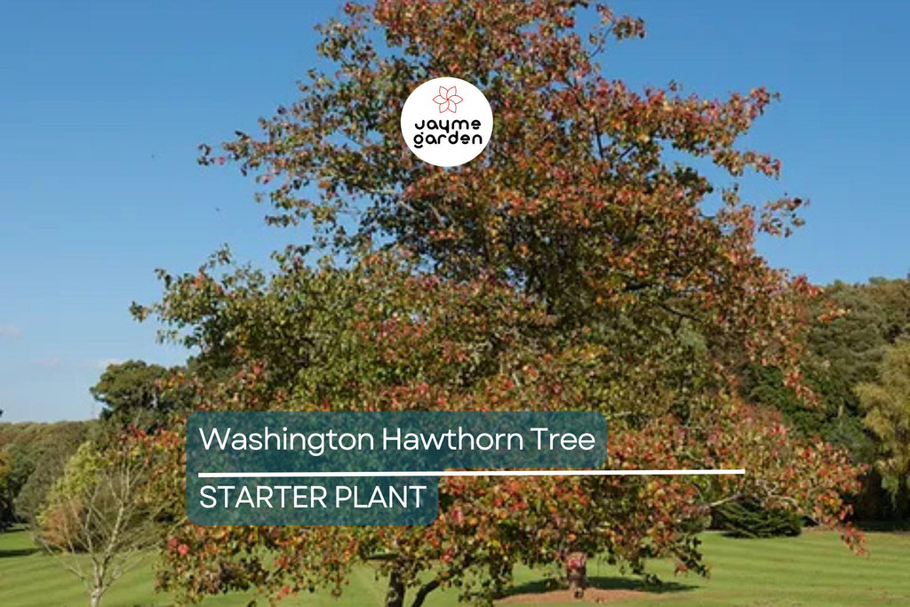 Washington Hawthorn Tree | Live Bare Root Plant | Crataegus phaenopyrum | 18-24" | Songbird Friendly | Zones 3–10