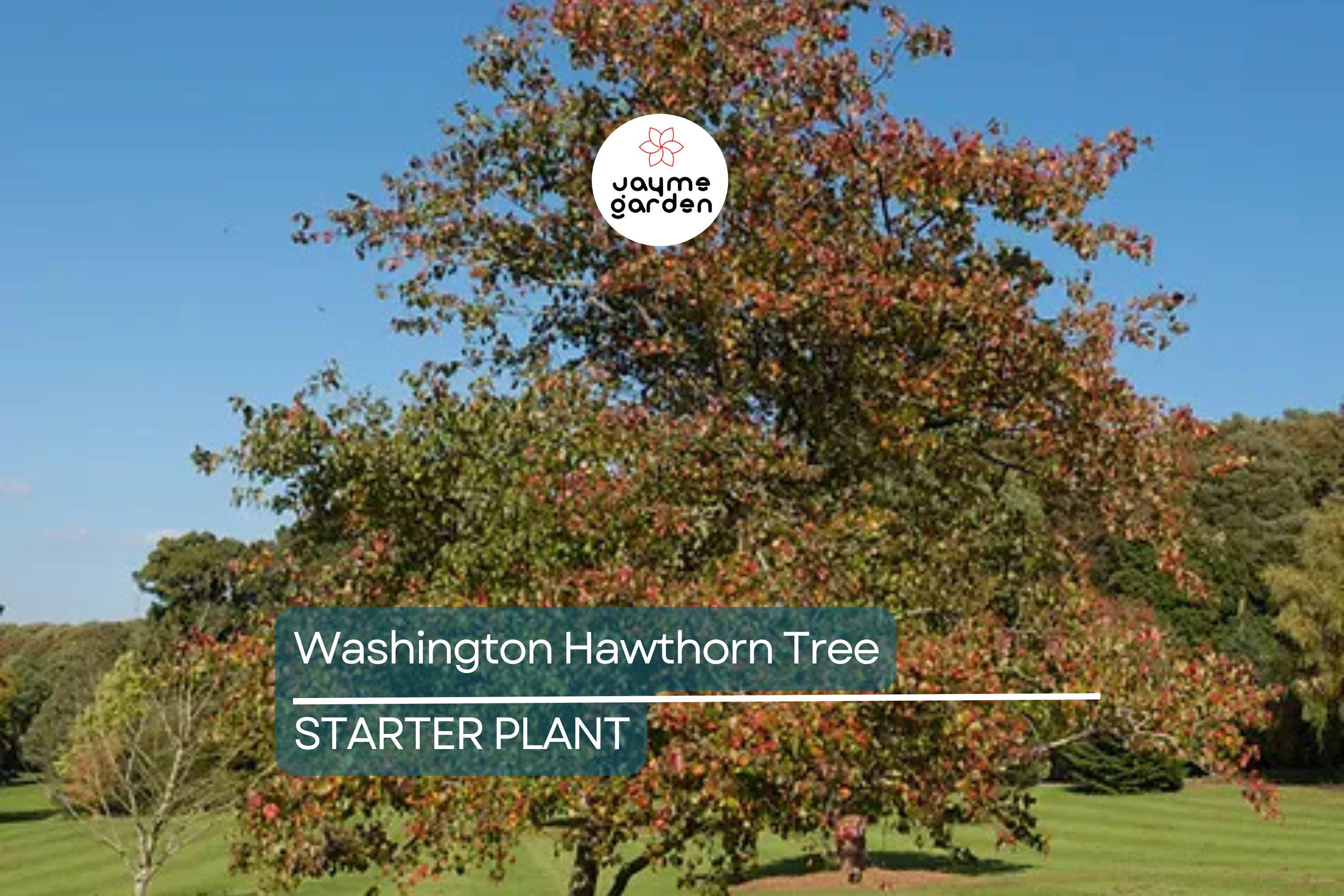 Washington Hawthorn Tree | Live Bare Root Plant | Crataegus phaenopyrum | 18-24" | Songbird Friendly | Zones 3–10