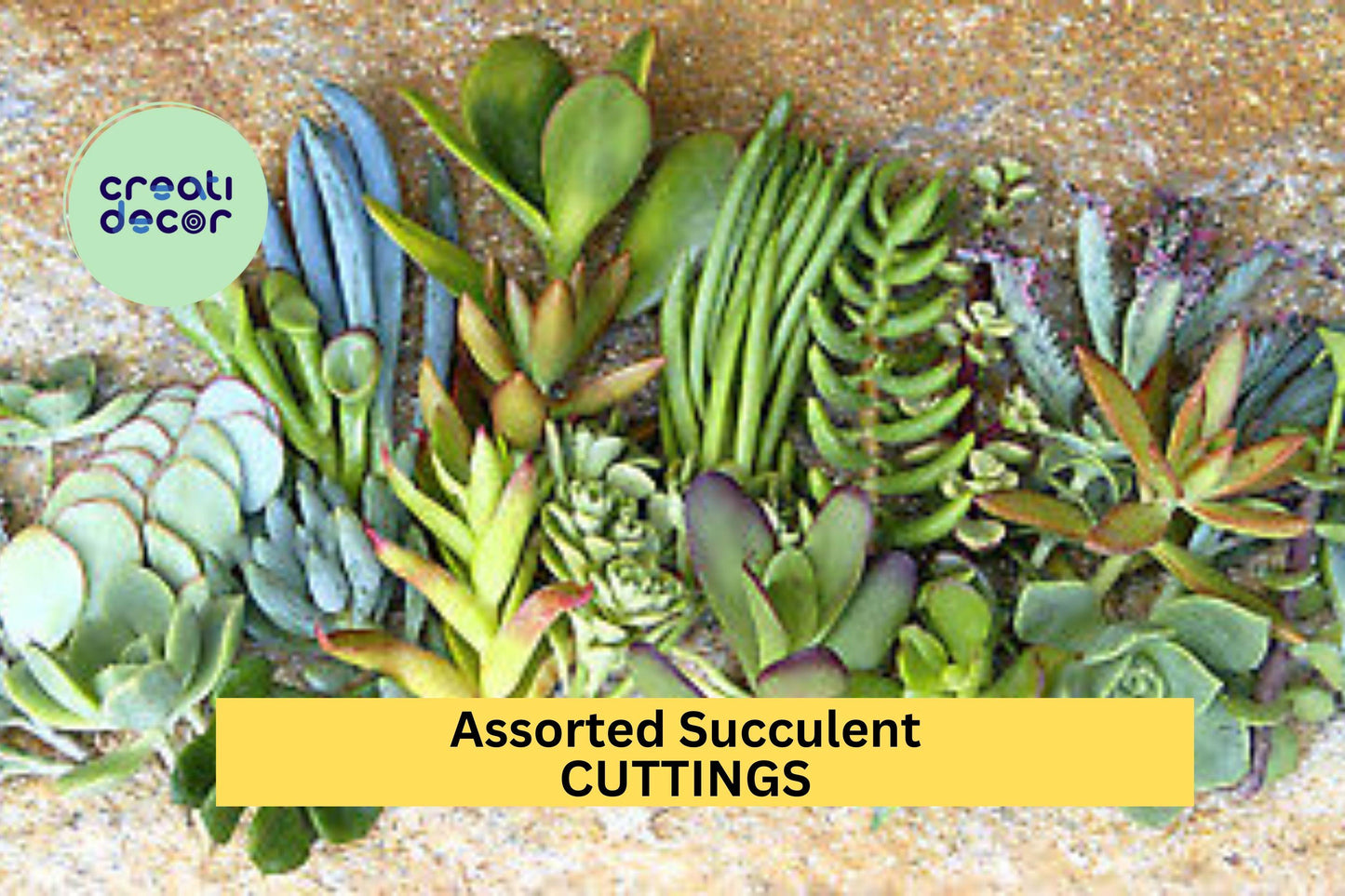 25 Assorted Succulent Cuttings – Mixed Variety Pack for Garden, Pots & Arrangements, Easy Rooting Starter Set – USA