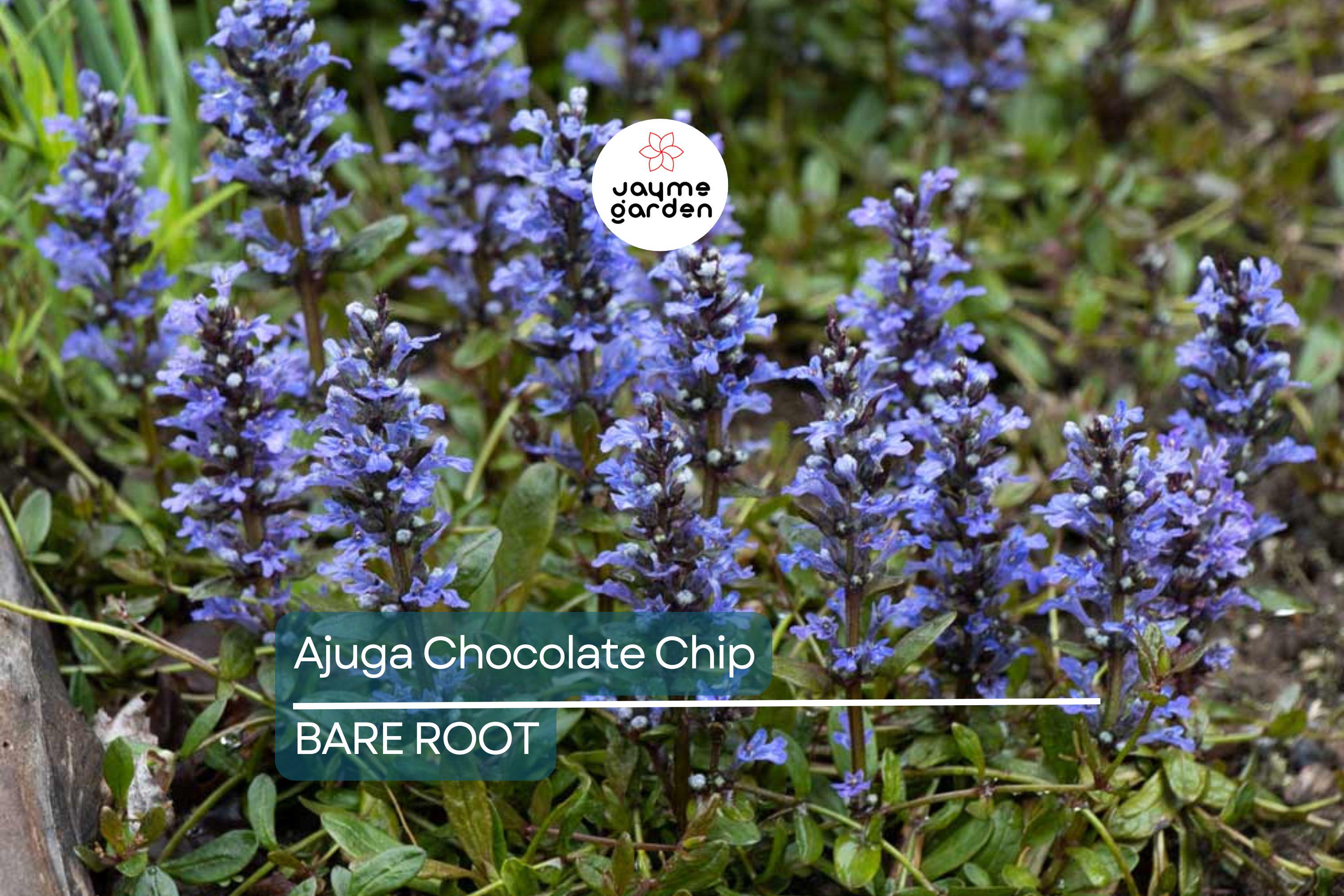 3 Live Ajuga Chocolate Chip Bugleweed Plants – Bare Root Perennial Ground Cover