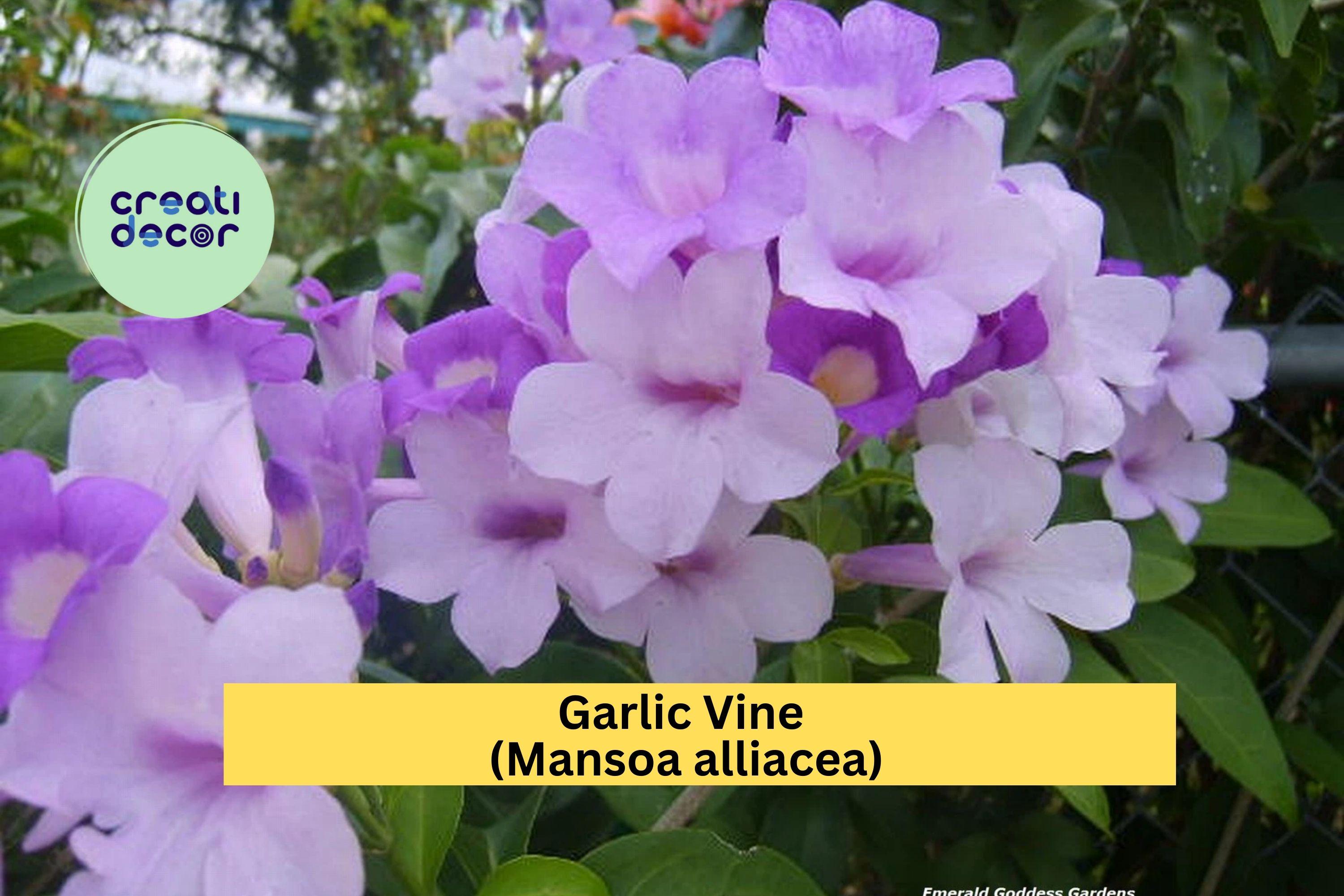 Garlic Vine – Mansoa alliacea Live Semi-Tropical Vine Plant, Showy Purple Trumpet Flowers Blooming Spring ,Fall for Trellises & Arbors