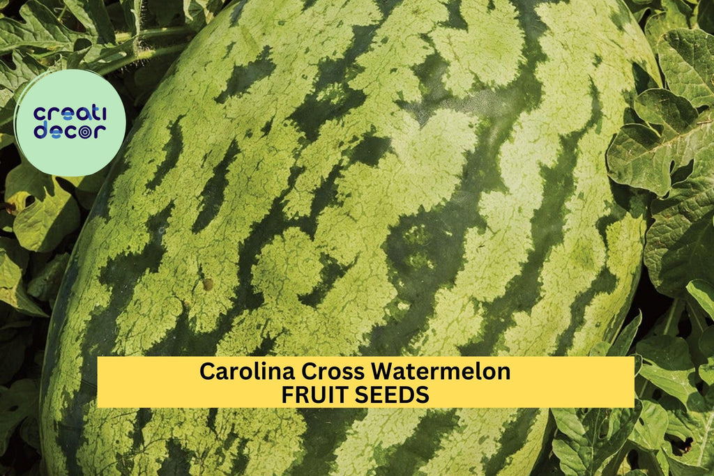 Carolina Cross Watermelon Seeds – 50+ Giant Fruit Seeds – Heirloom Variety for Sweet Pink Flesh & High-Yield Garden Harvest – USA