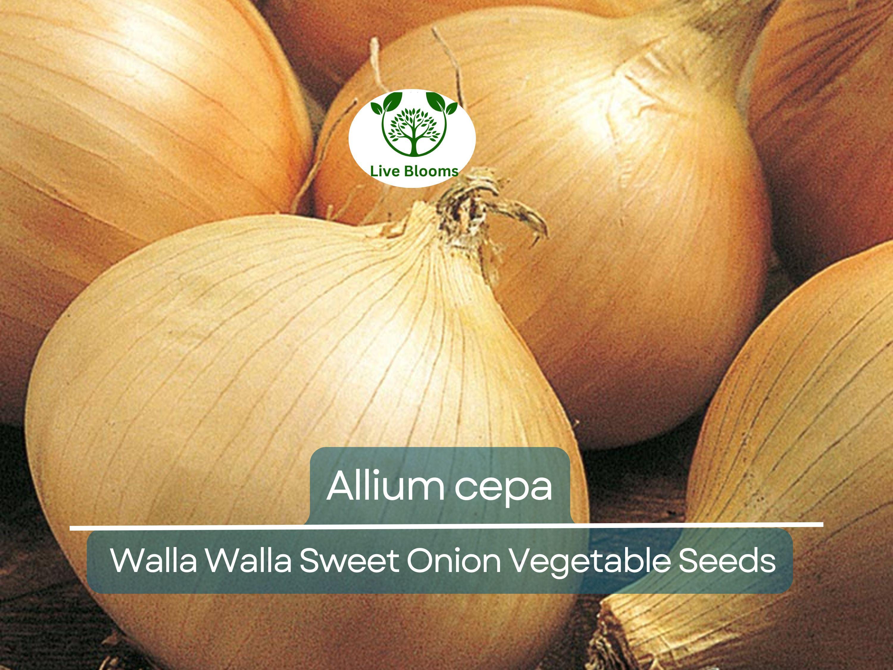 250 mg Seeds Walla Walla Sweet Onion – Allium cepa | Heirloom Sweet Onion for Planting, Gardening & Delicious Harvests