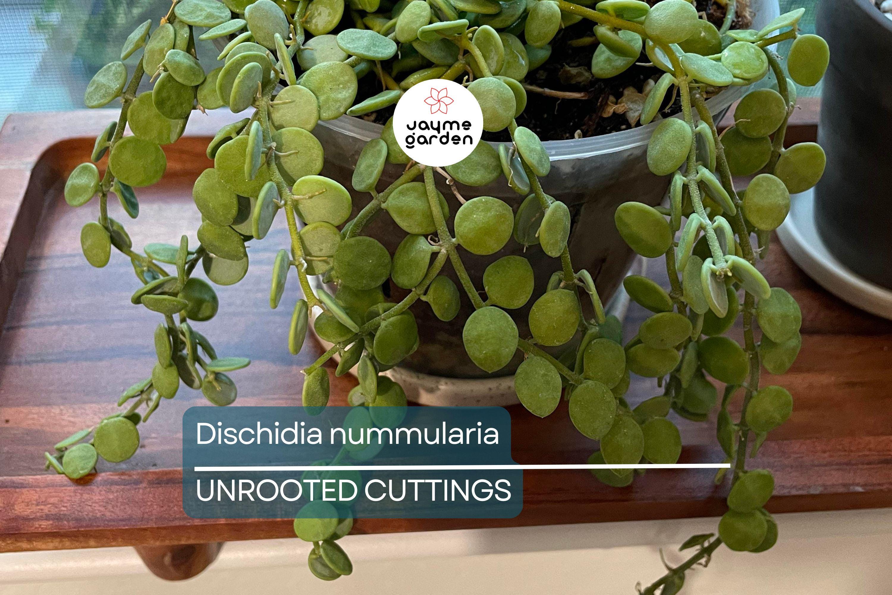 Dischidia Nummularia Cutting | Attractive Hanging Basket Plant | Easy to Grow, 1 Fresh Cutting |