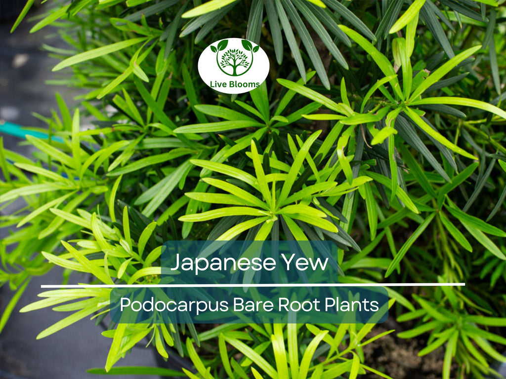 20 Podocarpus Japanese Yew Plants – Live Bare Root – Evergreen Privacy Hedge – Podocarpus macrophyllus Starter Pack