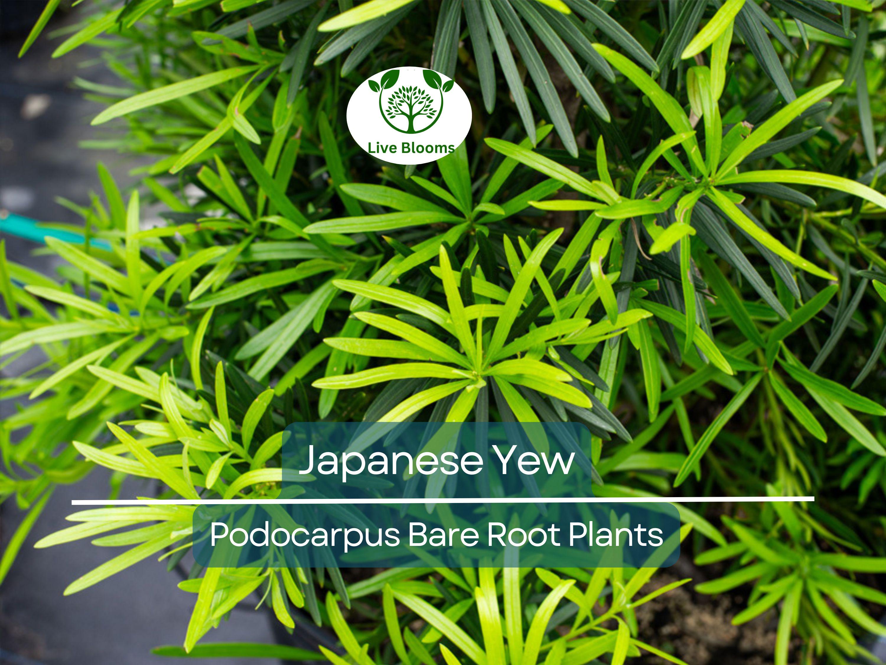 20 Podocarpus Japanese Yew Plants – Live Bare Root – Evergreen Privacy Hedge – Podocarpus macrophyllus Starter Pack