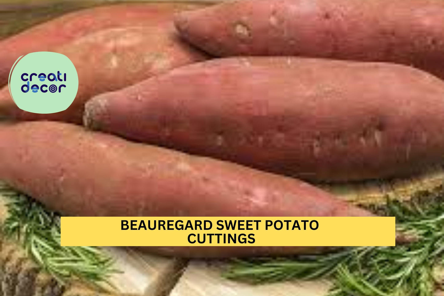 20 Beauregard Sweet Potato Slips | Ipomoea Batatas Cuttings for Planting | Shipping Mid-May | Grow Your Own Sweet Potatoes