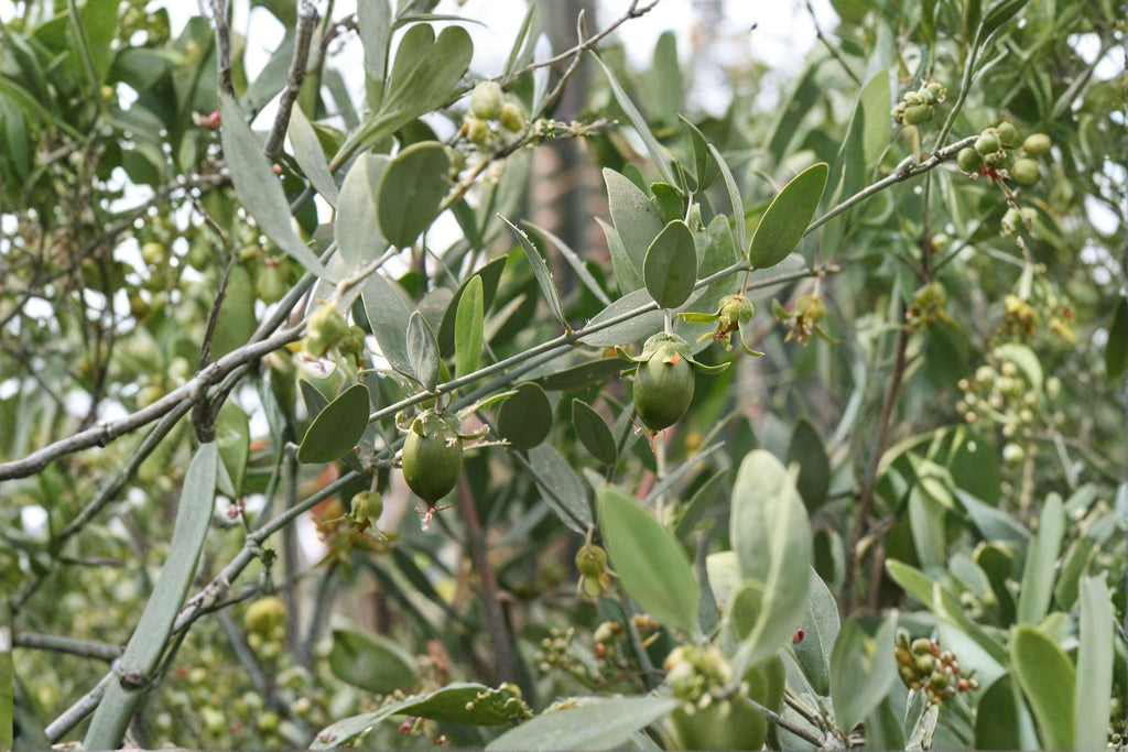 Jojoba – Simmondsia chinensis 5 Seeds | Desert Evergreen Shrub | Drought Tolerant | Jojoba Oil Plant