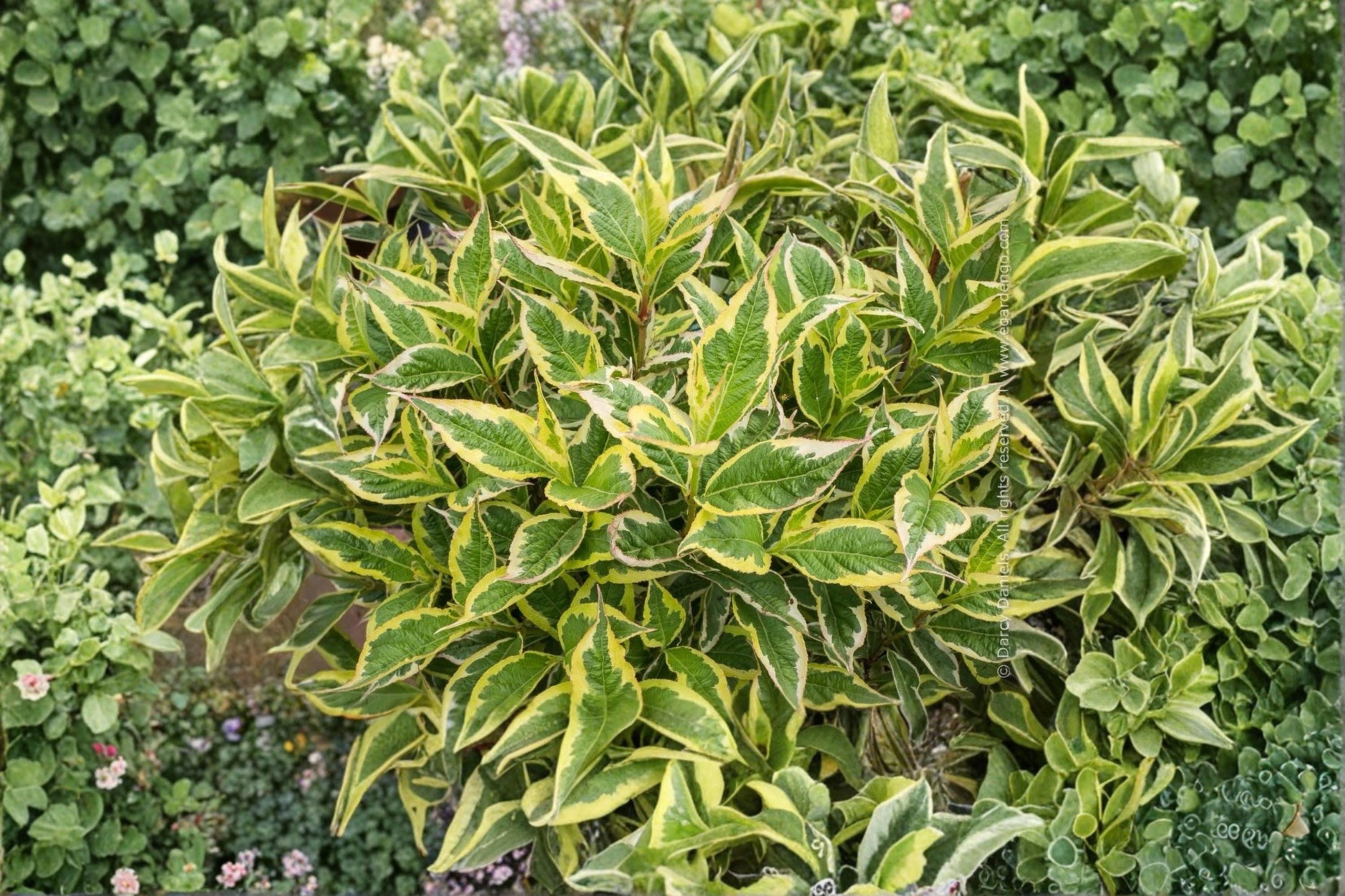 Variegated Weigela 2 Live Plants 1–2 ft Tall (Weigela florida) Pink Flowering Shrub