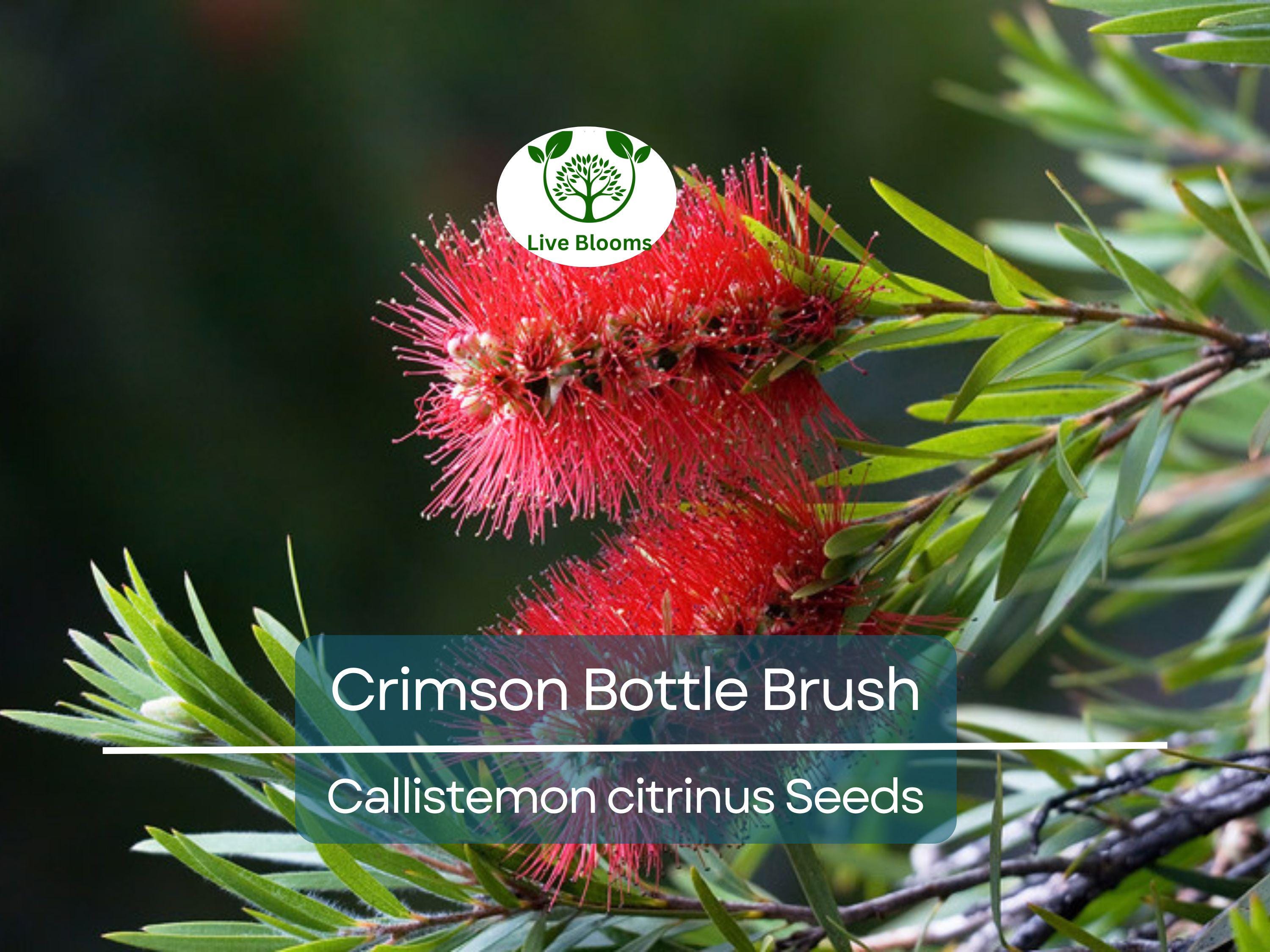 100 Crimson Bottle Brush Tree Seeds, Red Flowering Plant (Callistemon citrinus), Non-GMO, Hardy Garden Shrub, Easy to Grow