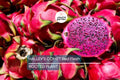 Halley’s Comet Dragon Fruit - Hylocereus Undatus - Red Flesh, Rooted Plant 4-7”, Full Sun, Hardy to 32 F, Perfect for Home Gardens