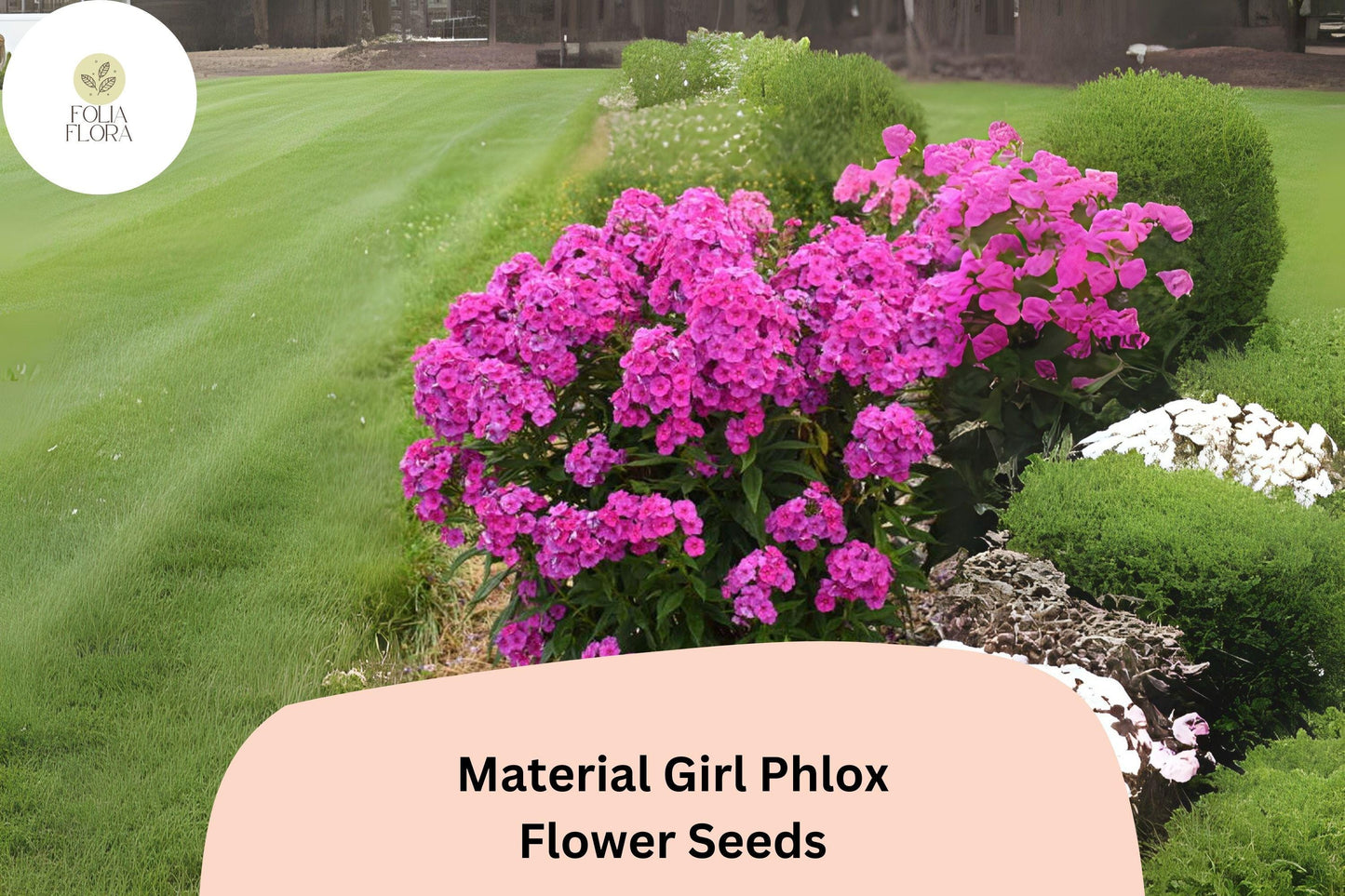 100+ Material Girl Phlox Seeds – Perennial Garden Flower Seeds, Phlox paniculata Hybrid