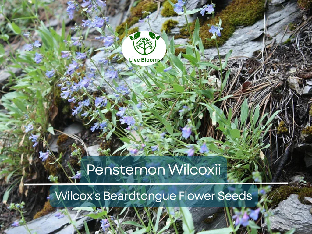 100 mg Seeds Penstemon Wilcoxii (Wilcox's Beardtongue) for Planting | Native Wildflower for Pollinator-Friendly and Low-Maintenance Gardens