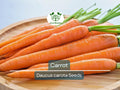 1250 Bulk Carrot Seed | Daucus carota, Microgreens for Sprouting & Planting, Organic Vegetable Seeds, Non-GMO, Fresh Home Garden Supply