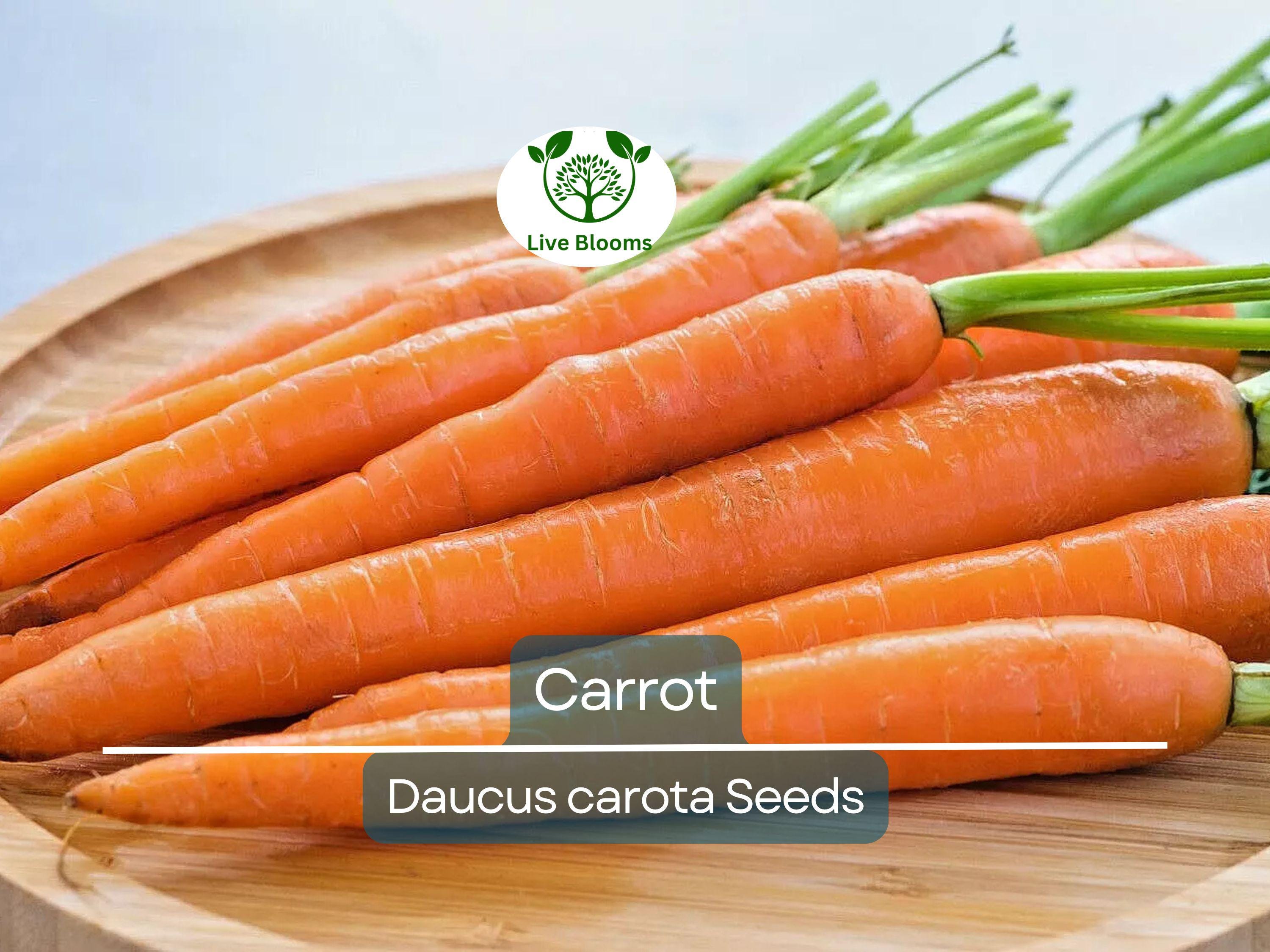 1250 Bulk Carrot Seed | Daucus carota, Microgreens for Sprouting & Planting, Organic Vegetable Seeds, Non-GMO, Fresh Home Garden Supply